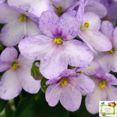 Белый Клоун (Е. и Я. Немчиновы) 2025 г. трейлер