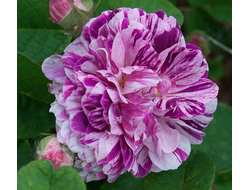 Триколор де Фландре (Tricolore de Flandre) Весна