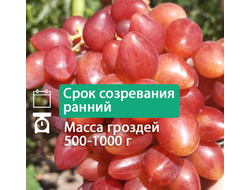 Софа