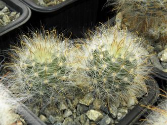 Krainzia (=Mammillaria) guelzowiana SB465 (D=25мм)