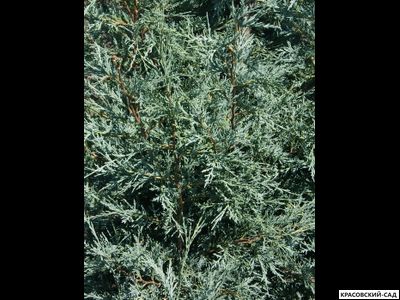 Можжевельник Мунглоу - Moonglow