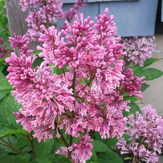 Сирень Престон "Роялти" С2,20-40