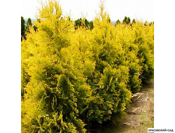 Туя Салланд - Salland