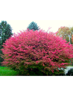 Бересклет европейский