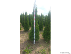 Туя Кубанский Изумруд