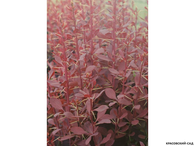 Барбарис Аурикома - Auricoma