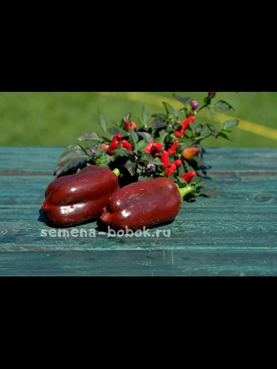 Перец сладкий Georgescu Chocolate (Георгеску Шоколадный) , 10 шт