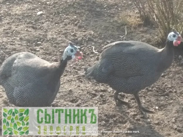 Цесарки на зерновом откорме