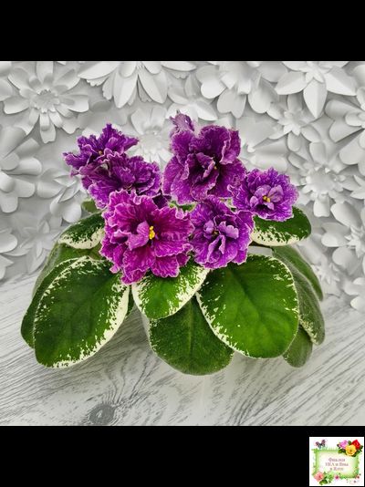 SV-Космические Ежи (С. Суворова) 2021 г.