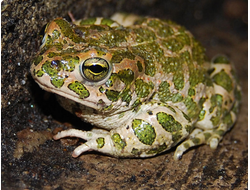 Жаба зеленая (Bufo viridis)