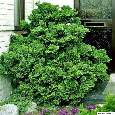 Кипарисовик Нана Грасилис - Nana Gracilis