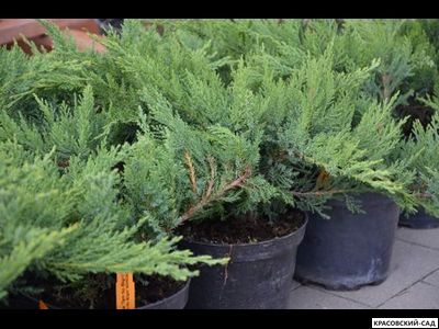 Можжевельник казацкий Там Ноу Блайт - Tam No Blight