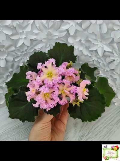 РМ-Оранжевое Лето (Н. Скорнякова) 2022 г. (детка)