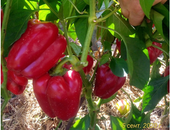 Перец сладкий Ред Носера