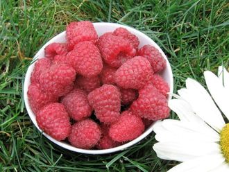 Малина ремонтантная Карамель