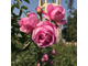 Роза столистная (Centifolia) Абсолю 1 г