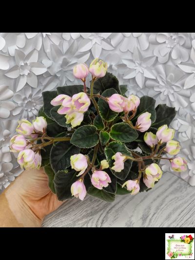 ЛЕ-Ландыши (Е. Лебецкая) 2020 г. (пестролистный лонг)