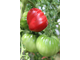 Redmont giant