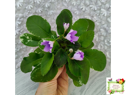 LV-Птичка, Лети! (Л. Шевелева) (лист посажен 21.10.25)