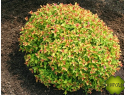 Спирея "МЕДЖИК КАРПЕТ" (саженец 15-20 см)