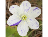 Hepatica nobilis Prickel