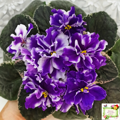 ВаТ-Морской Стиль (Т. Валькова) 2019 г.