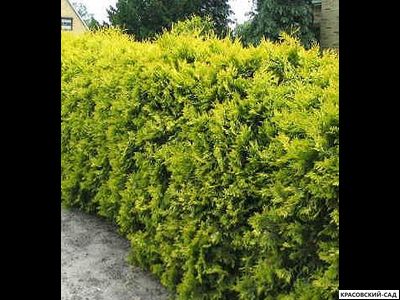 Туя Санкист - Sunkist