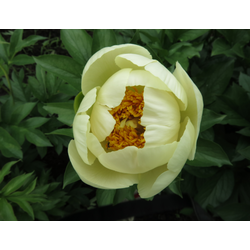 Пион Moonrise (Мунрайз)