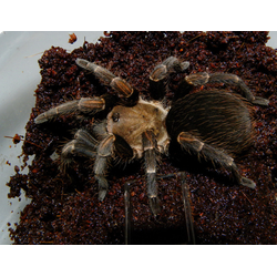 Cyclosternum schmardae