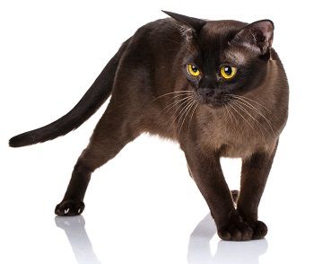 Величественная кошка Бурма. Купить породистого котенка бурмы приглашаем ...