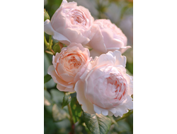 Ambridge Rose (Эмбридж Роуз )