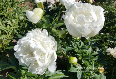 Пион Антарктида