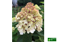 Гортензия метельчатая "Самарская Лидия"