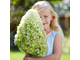 Геркулес гортензия метельчатая (Hydrangea paniculata `Hercules`).