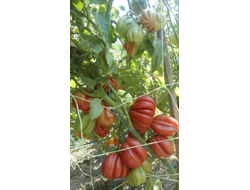 Томат Этуаль