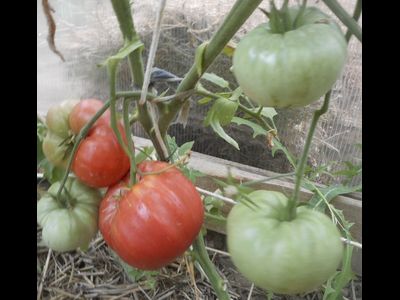 Томат  Немецкий гигант (German giant)