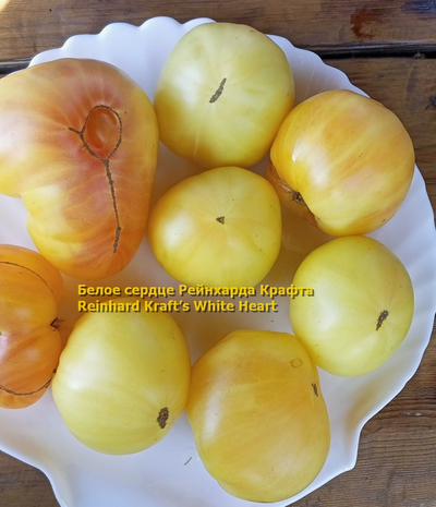 Томат Белое сердце Р. Крафта (Reinhard Kraft’s White Heart)