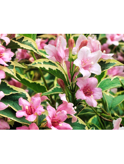 Вейгела Nana Variegata