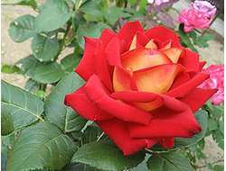 Нью фейшн (New Fashion ), Ч/Г, NIRPInternationa