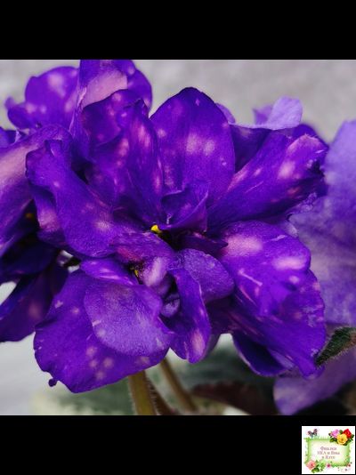 РС-Астролог (С. Репкина) 2020 г.