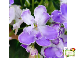 LV-Цветы для Любимого (Л. Шевелева) 2025 г. трейлер (клакамасный лонг)