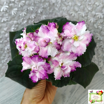 БР-Зажигают Огоньки (С. и Н. Буркацкие) 2024 г.