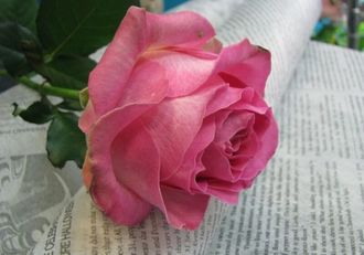 Кенди Аваланж (Candy Avalanche), Lex Voorn.