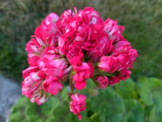 Пеларгония Анна Каренина с цветами, в наличии. Цена: 1 500 ₽ во Владивостоке