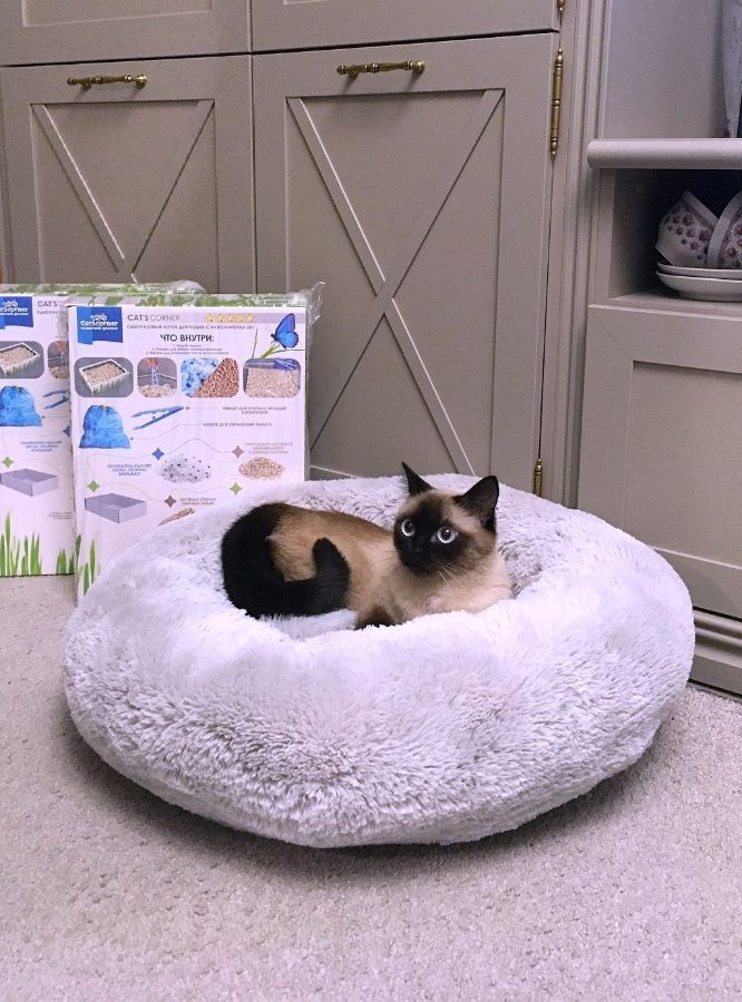 Победитель в конкурсе "Cat'scorner Кошачий уголок" на самое смешное фото на фоне призов