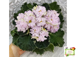 АВ-Богатая Невеста (Фиалковод) 2020 г.