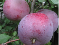 Дарунак (яблоня)