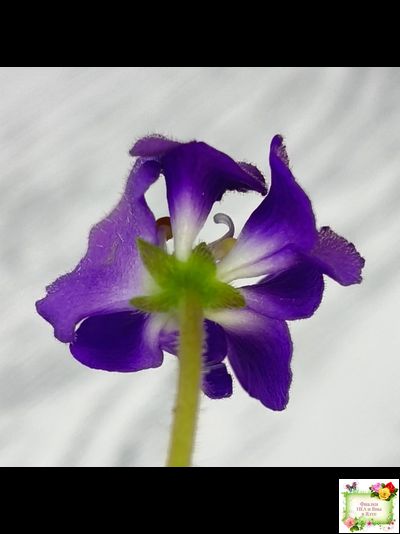 LV-Дудочка и Кувшинчик (Л. Шевелева) 2025 г. трейлер (детка сорт)