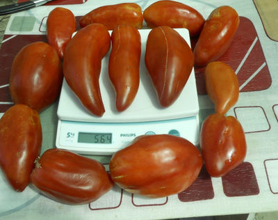 Томат Сибирский казак