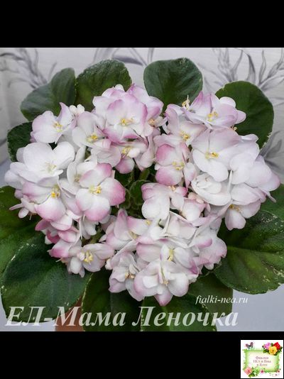 ЕЛ-Мама Леночка (Л. Еременко)